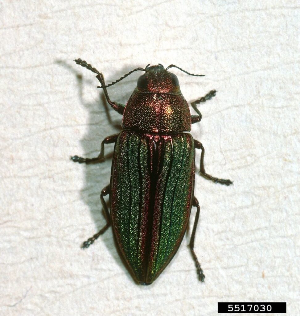 A dark metallic green golden buprestid beetle, a native Washington species that resembles emerald ash borer.