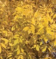 Yellow leaves.