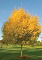 A tree with yellow leaves.