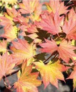 Maple leaves in hues of red and yellow.