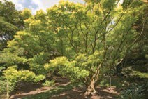 A large maple with yellow-green leaves.