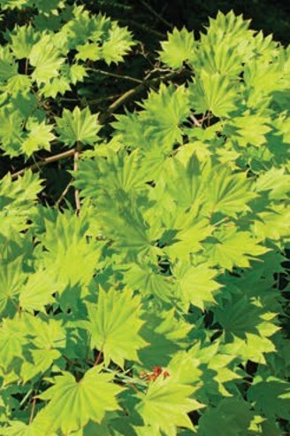 Large, fan-like, light-green maple leaves.
