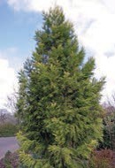 A small evergreen tree with green needles.