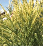 Pine branches with long yellow-green needles.
