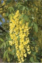 Long draping bunches of yellow flowers.