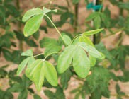 Oval-shaped green leaves.