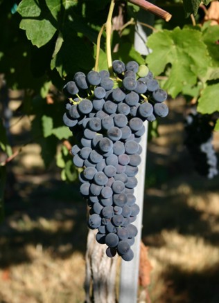 A cluster of grapes with a dark purple color.