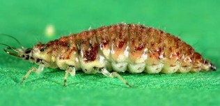 A thick brown bug with a white under-belly.