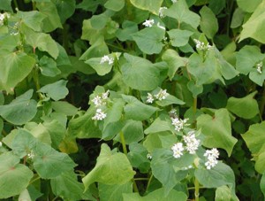 A green leafy buckwheat plant with small white flowers.