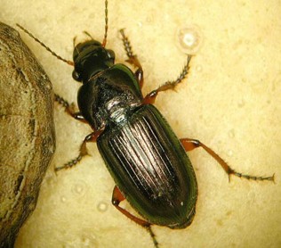 A shiny brown beetle with lighter brown legs.