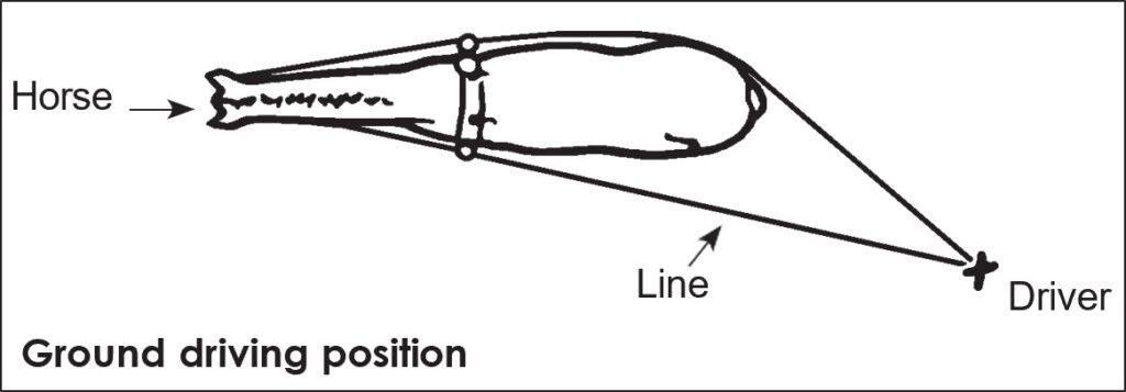 Diagram showing the relative positions of Horse, Lines, and Driver during ground driving, with the driver walking behind and slightly inside the horse's path while holding long lines.