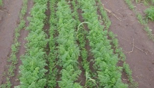 Green bushy plants in three rows.