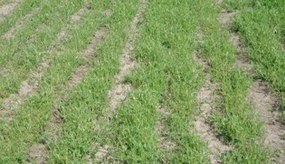 Short green bushy plants in rows.