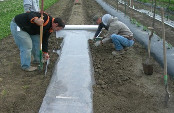 Four farmers lay plastic down over rows of crop.