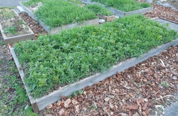 Short green bushy plants in garden boxes.