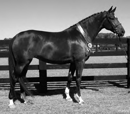 Hanoverian horse.