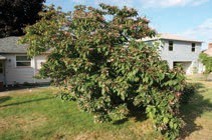 A short tree with green leaves.