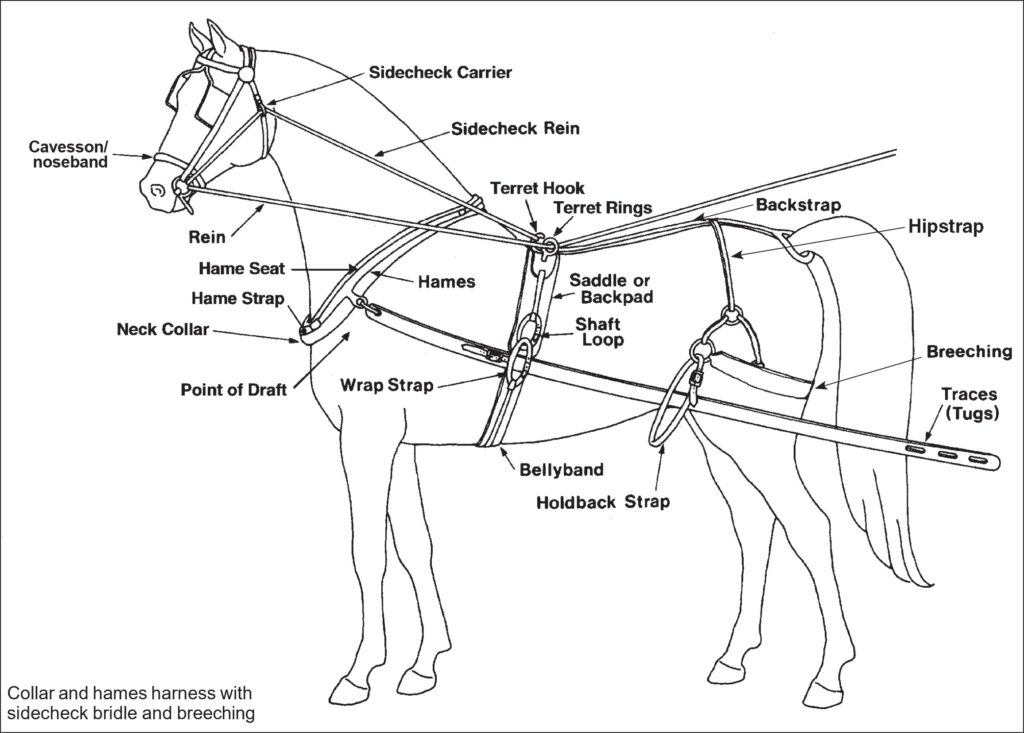 Collar and hames harness with sidecheck bridle and breeching. Labeled horse harness showing many parts, but mainly the sidecheck bridle, collar, hames, traces, saddle, breeching, crupper, and reins.
