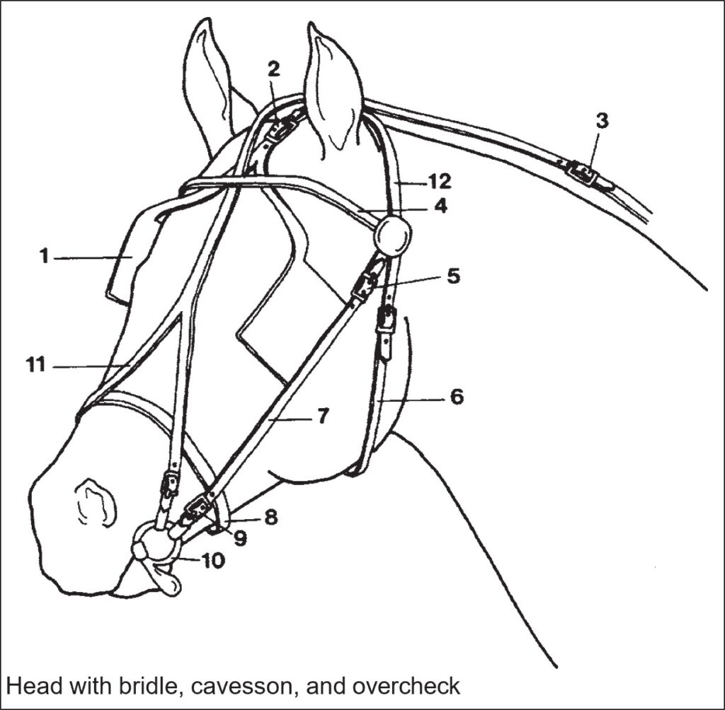 Horse head wearing a driving bridle with blinders, cavesson, bit, and overcheck rein. The different parts are numbered and match the key in the caption.
