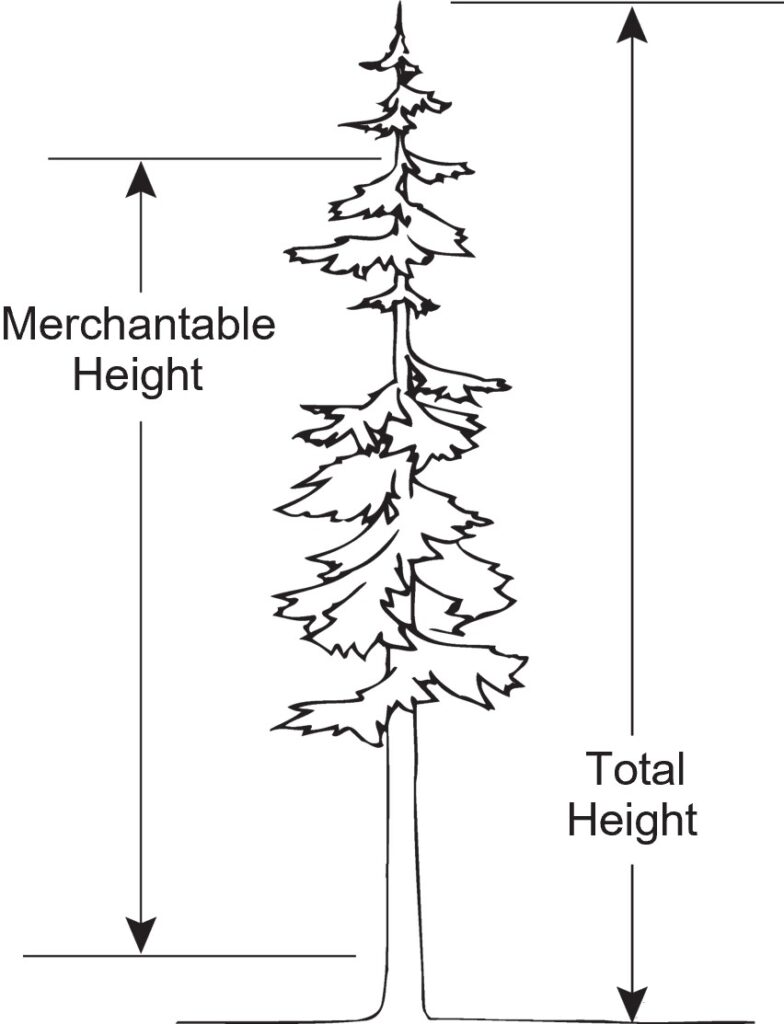 Tall conifer with vertical arrows indicating “Merchantable Height” from the base to a point partway up the trunk and “Total Height” from the base to the treetop.