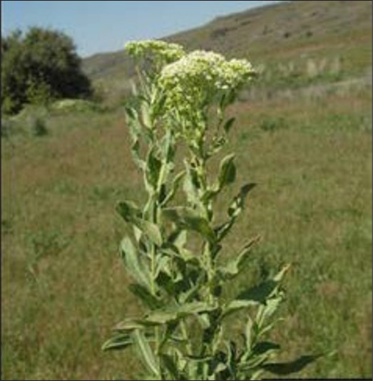 Two tall white cluster flowers with leafy stems.
