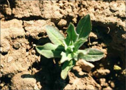 A green weed rosette with spiky leaves.