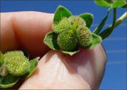 Four small, spiky balls in an immature flower.
