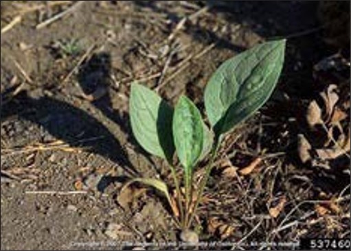 A small weed seedling with a few small leaves.
