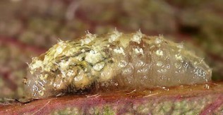 A small gelatinous-like insect larva with small white spikes on top.