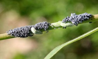 Green larvae feeding on groups of grey aphids on a branch.