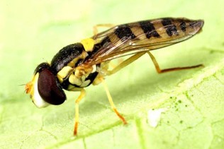 A brown striped fly with a yellow stripe on its head.