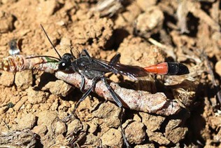 A long black bug with a red section on the end of its body.