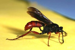 A long black bug with a brown abdomen and legs and black wings.