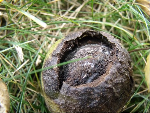 A close-up of a walnut surrounded by the husk.