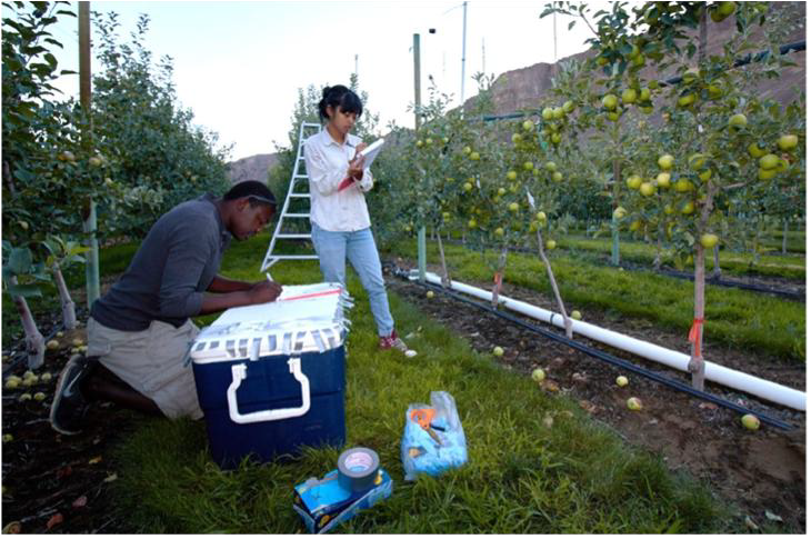Two researchers working in an apple orchard. One is kneeling beside a cooler and writing notes, while the other stands nearby with a clipboard, recording observations. Apple trees with green fruit and an irrigation system are visible in the background.