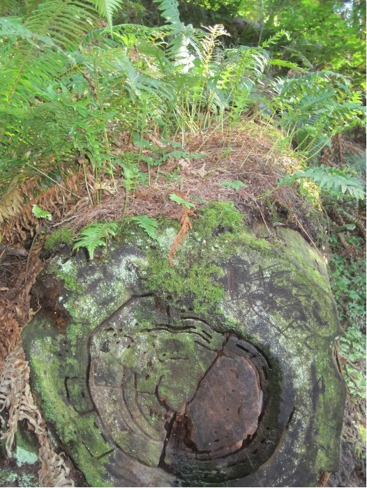 Nurse log in the forest.