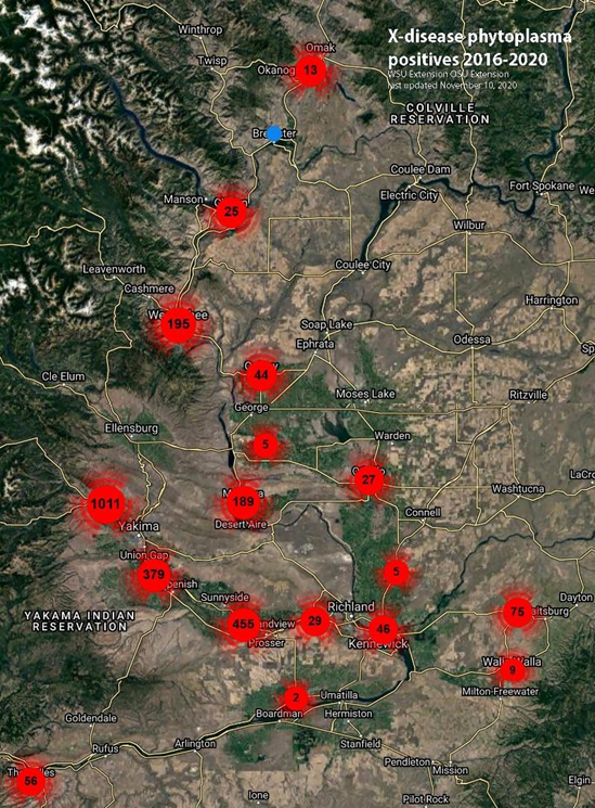 A satellite map of eastern Washington, showing confirmed cases of X-disease phytoplasma in cherry and stone fruit from 2016 to 2020. Red circular clusters mark the number of positive detections by region. Larger and darker circles represent higher concentrations. The highest number appears near Yakima with 1,011 cases. Other notable clusters include 455 in Sunnyside, 379 near Union Gap, 195 near Wenatchee, and 75 near Walla Walla. Smaller clusters range from 13 to 66 cases scattered across the Columbia Basin and into northeastern Oregon. County boundaries and major towns are labeled. Title in the upper right corner reads: “X-disease phytoplasma positives 2016–2020 (Last updated: November 16, 2020).