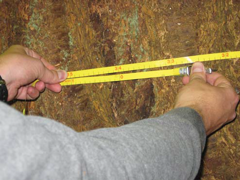 Hands wrapping a yellow diameter tape around a tree trunk to measure DBH.