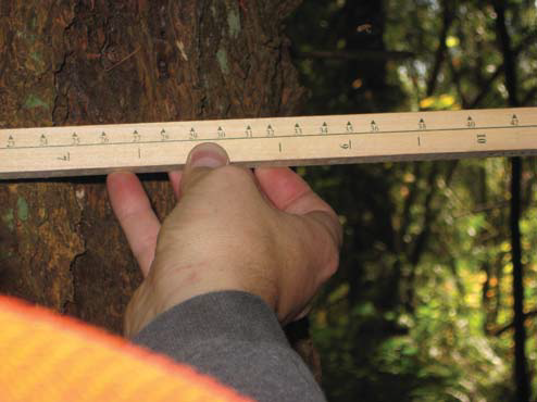Hand holding a Biltmore stick against a tree trunk to estimate diameter at breast height.