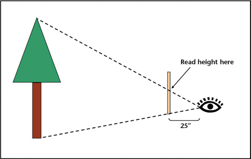 Diagram of using a height stick: hold the stick 25 inches from the eye and read the mark where lines from the tree’s top and base intersect the stick.