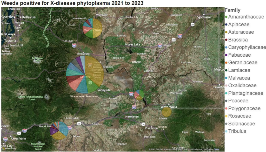 Map of eastern Washington and northern Oregon showing the distribution of weeds testing positive for X-disease phytoplasma from 2021 to 2023. Colored pie charts indicate weed families found to be infected, with larger charts representing higher numbers. The largest pie chart is centered near Yakima, with multiple families represented including Asteraceae, Plantaginaceae, Brassicaceae, and Polygonaceae. Smaller pie charts appear near Wenatchee, Walla Walla, Pasco, and The Dalles. Each pie chart segment corresponds to a plant family, indicated by a 17-color legend at right. Families include Asteraceae (yellow), Poaceae (peach), Brassicaceae (red), Fabaceae (purple), Solanaceae (gray), and others. Title at the top reads: “Weeds positive for X-disease phytoplasma 2021 to 2023.”