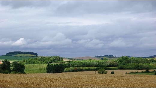 A polycultural landscape mixing vineyards and annual crops with woody hedgerows and trees in Charente, France.