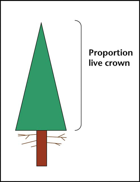 Diagram of a conifer showing ‘proportion live crown’—the green foliage height from the lowest live branches to the treetop.