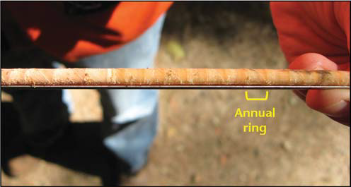 Close-up of a thin branch showing ring-like growth bands; a bracket labels one as an ‘Annual ring.’