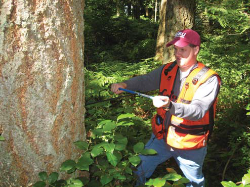 Field worker in an orange vest uses an increment borer to extract a core from a large tree trunk in a forest.