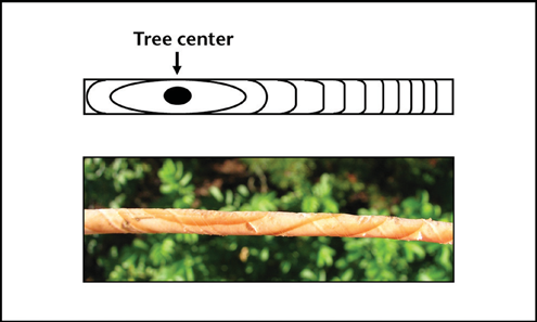 Diagram and photo of an increment borer core: rings visible along the core, with the tree center marked on the diagram.