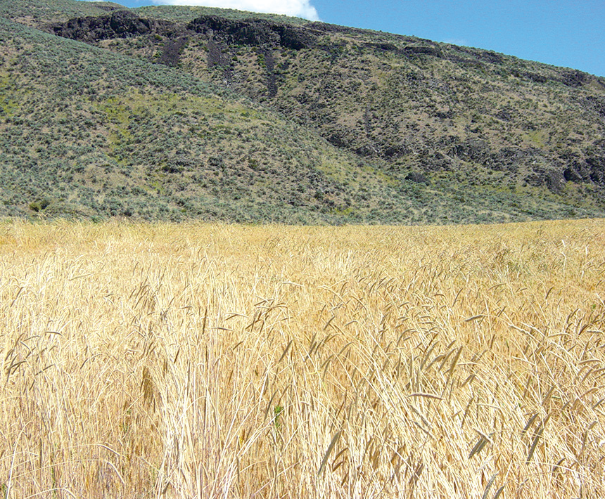A field of ripe winter wheat infested with feral rye in the foreground, with a hillside covered in native vegetation in the background.
