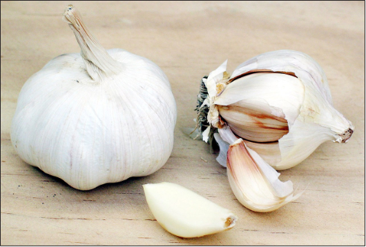 Garlic bulbs and garlic cloves