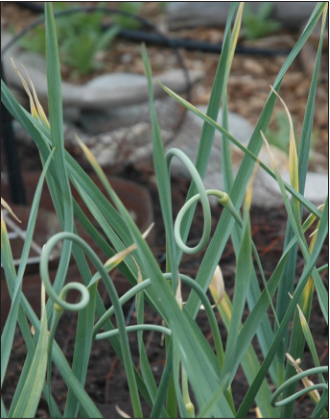 Garlic scapes