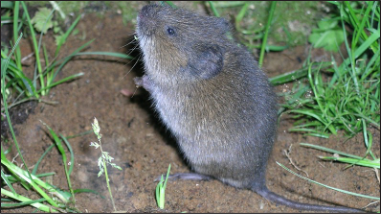 Vole standing on its hind legs